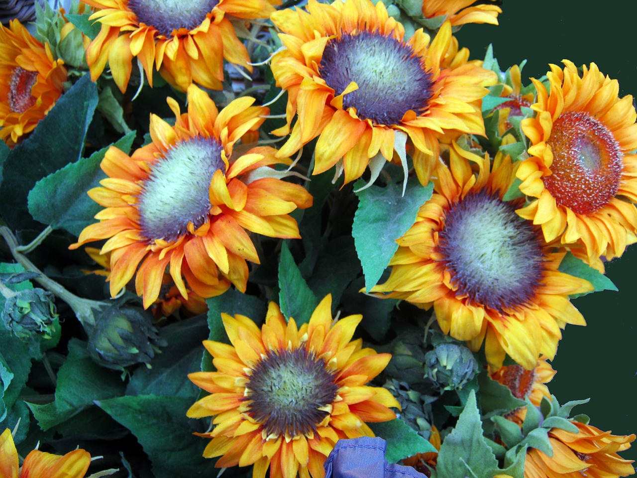 sunflower yellow autumn free photo