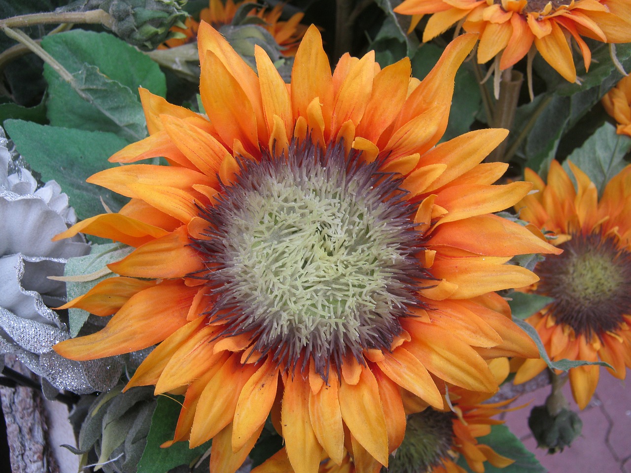 sunflower yellow autumn free photo