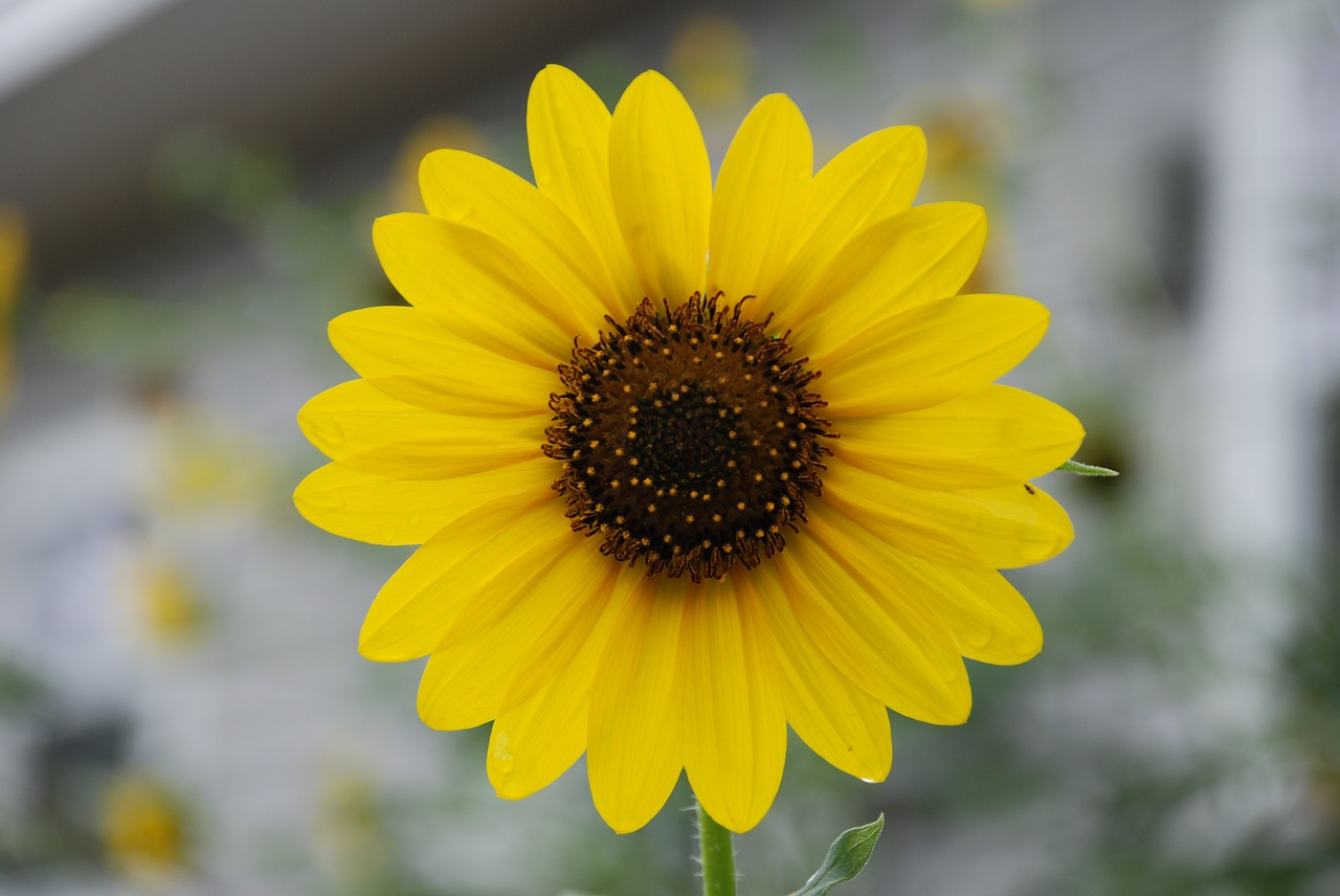 sunflower yellow flower yellow free photo