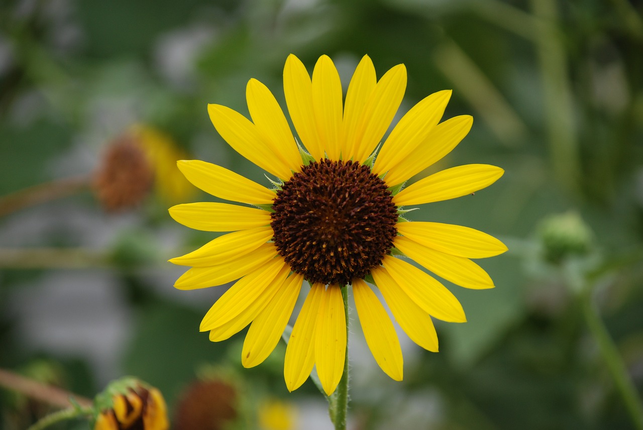 sunflower yellow flower yellow free photo