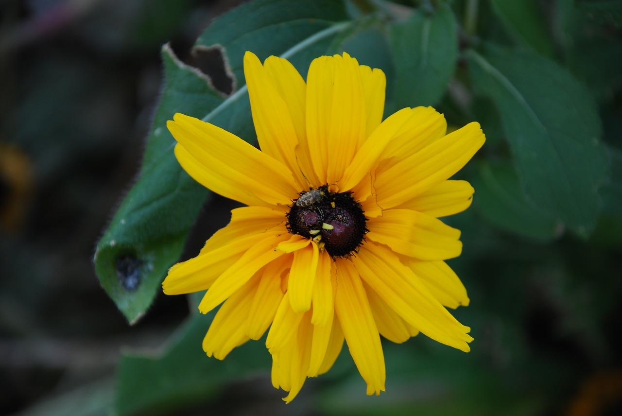 sunflower yellow flower yellow free photo