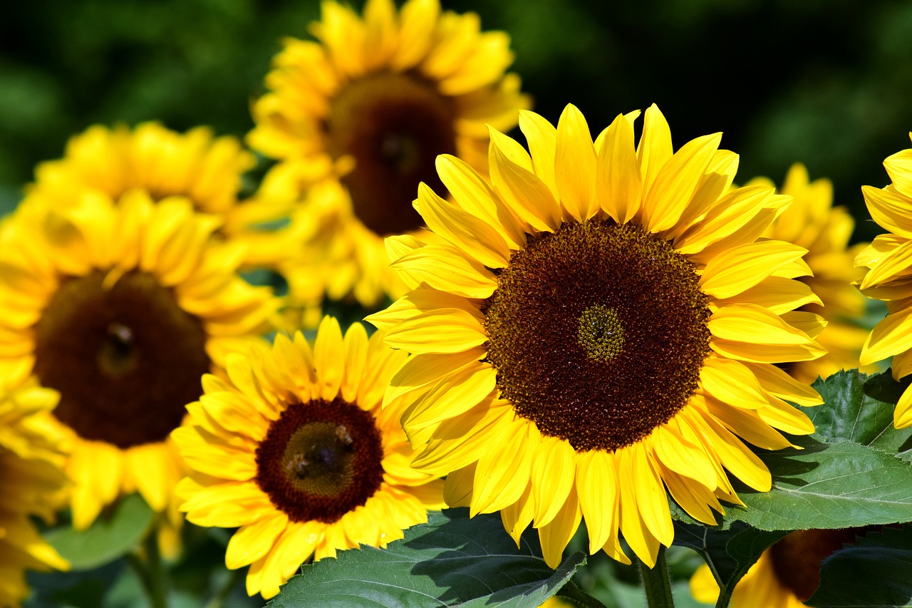 sunflower sunflower field yellow free photo