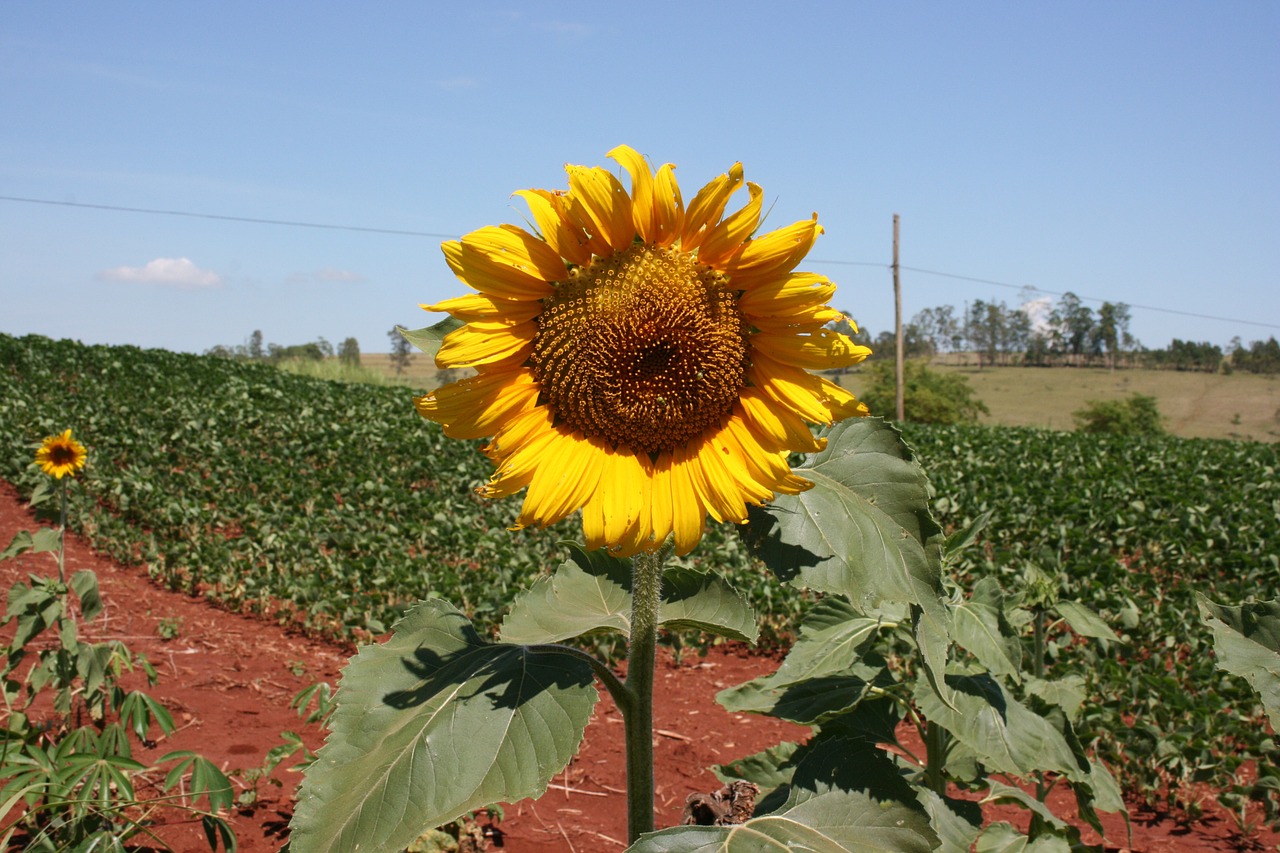 sunflower blue sky flower free photo