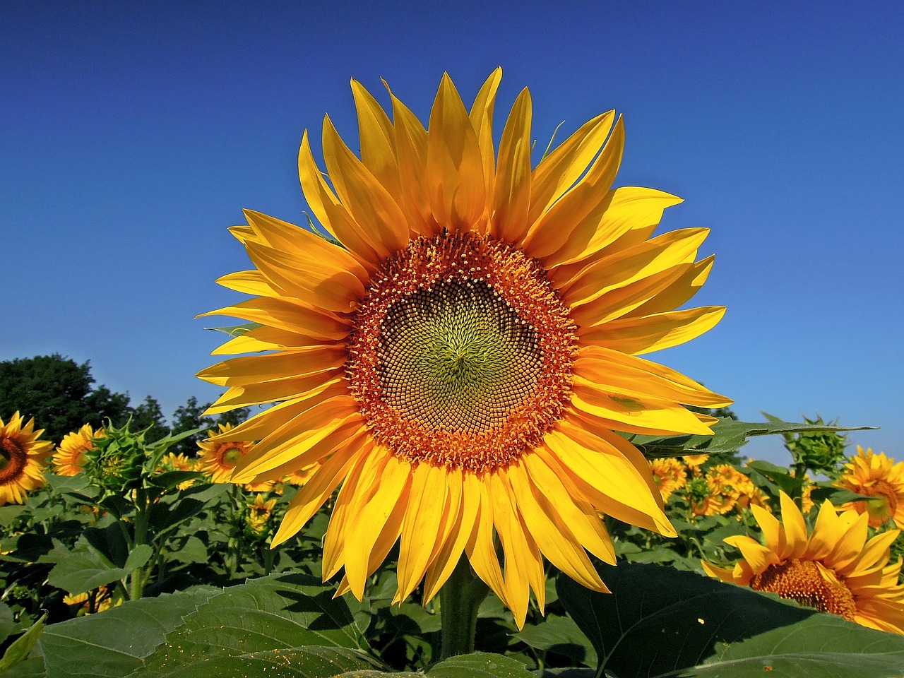 sunflower flower yellow flower free photo