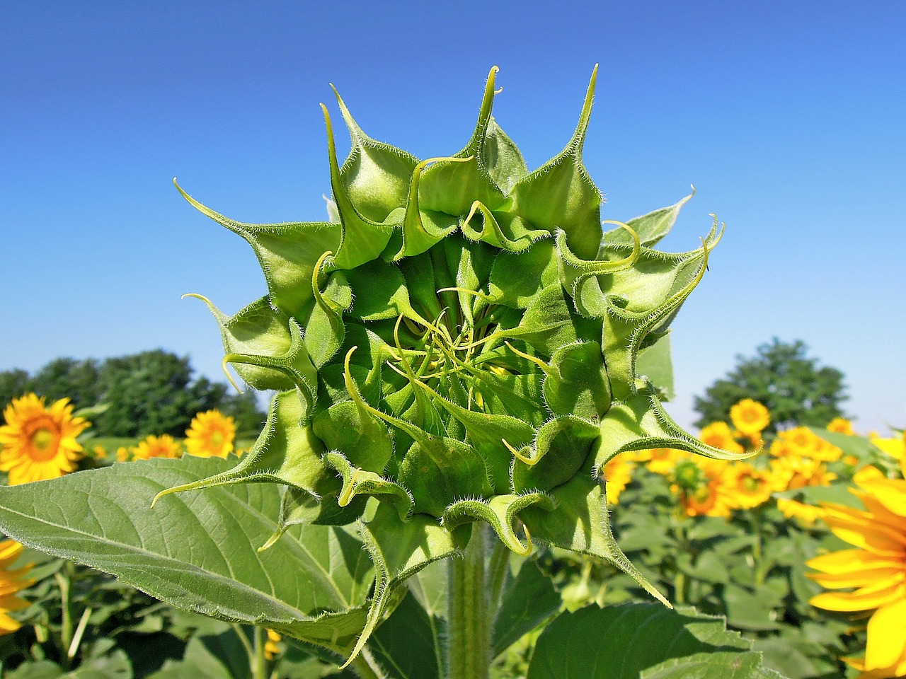 sunflower flower green free photo