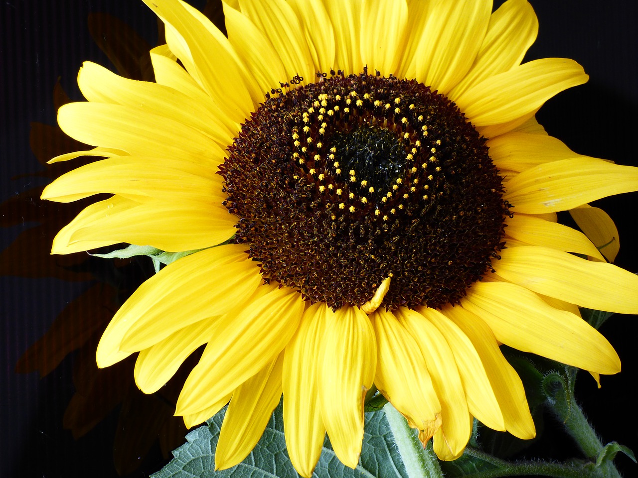 sunflower plant flower free photo