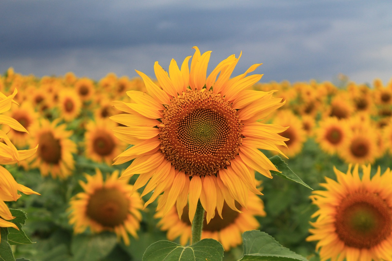 sunflower summer seed free photo