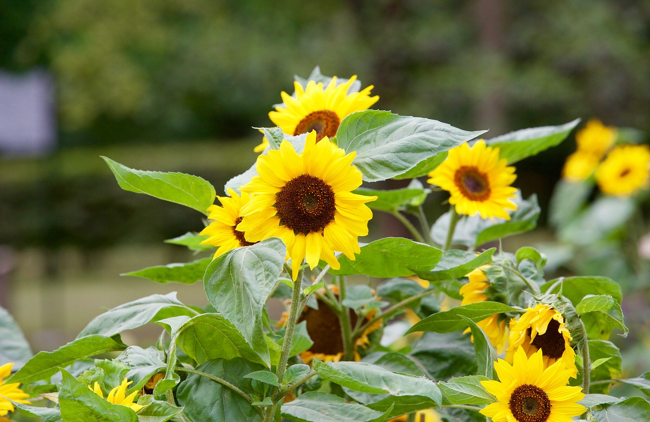 sunflower flower garden free photo