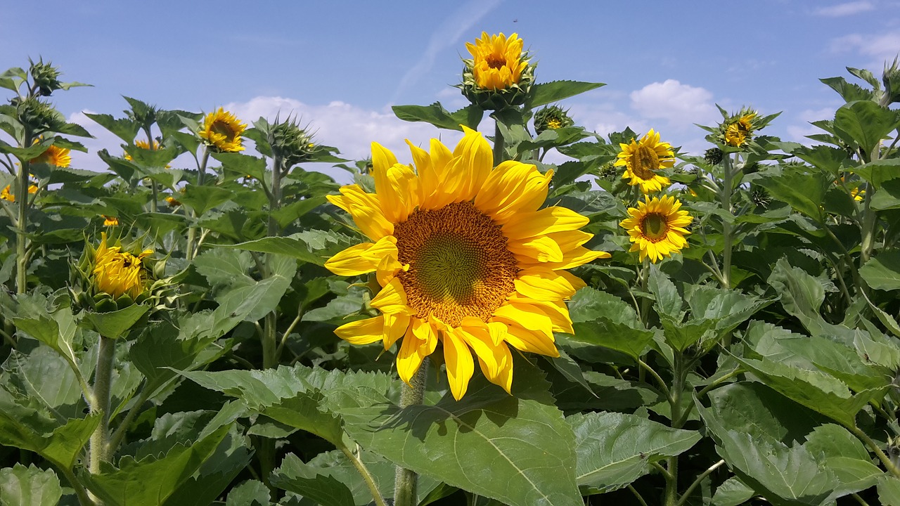 sunflower summer sky free photo