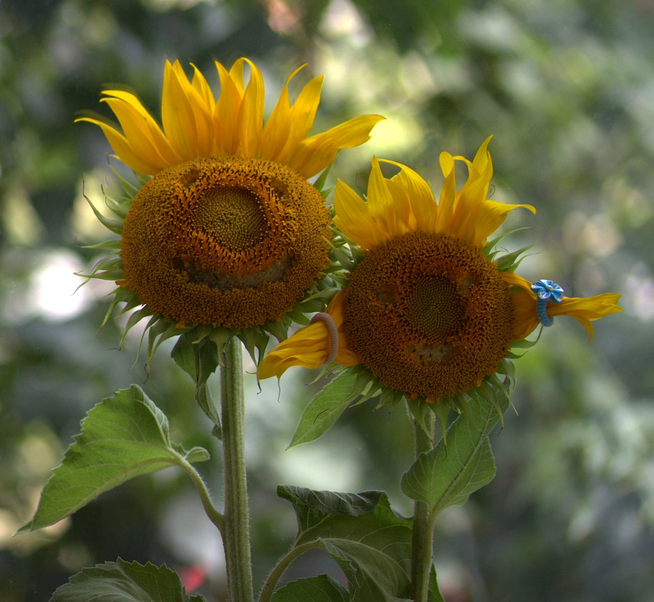 sunflower pair love free photo