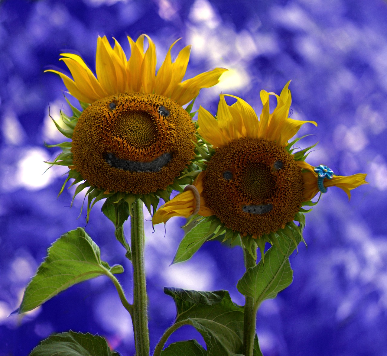 sunflower two pair free photo