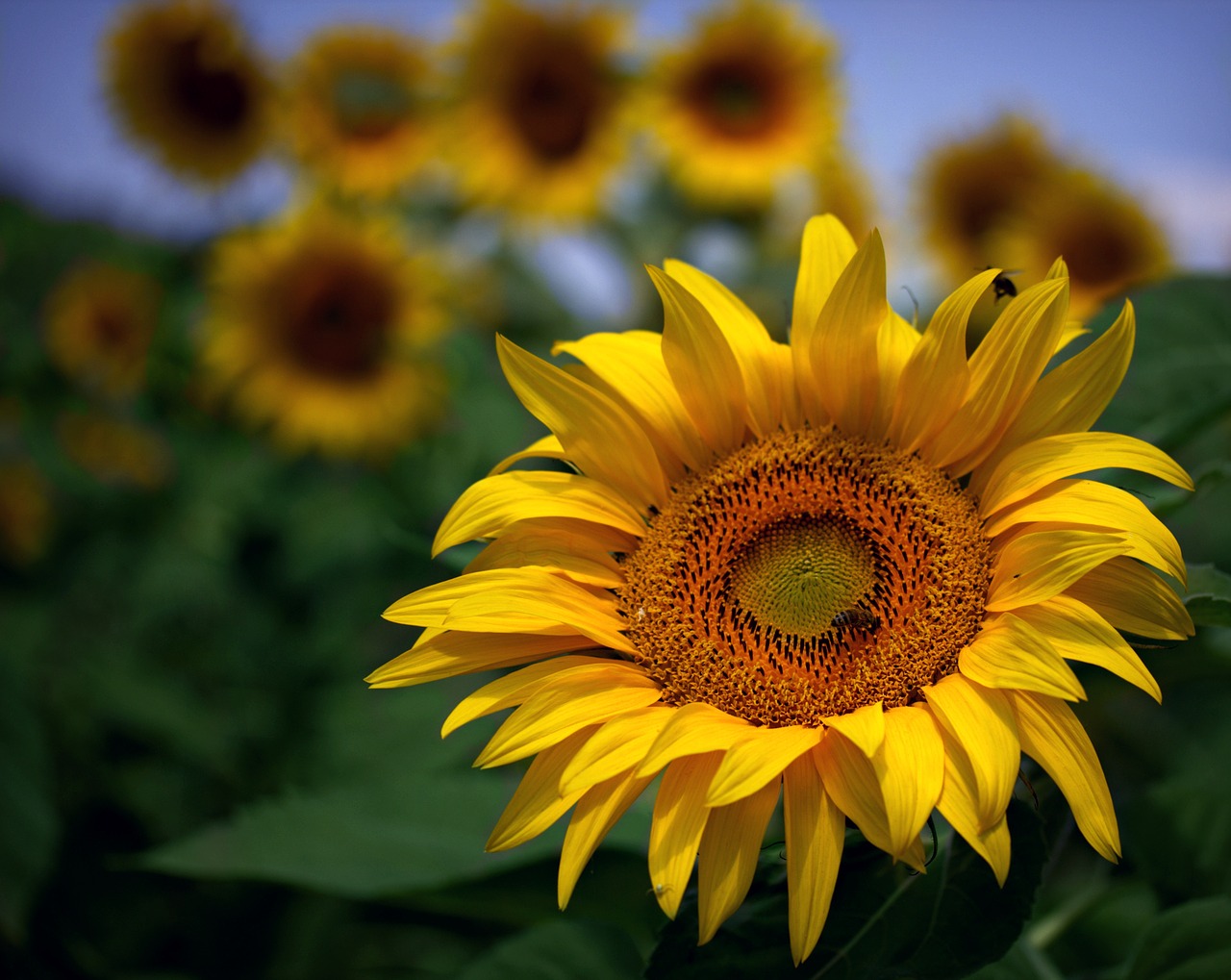 sunflower yellow plant free photo