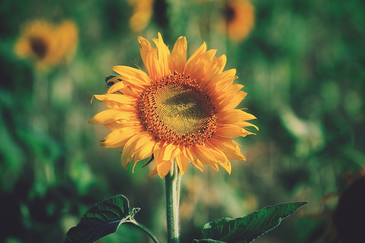 sunflower yellow petal free photo