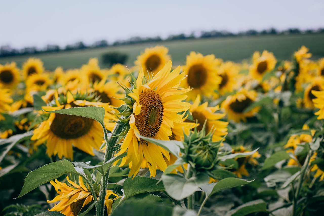 sunflower yellow petal free photo