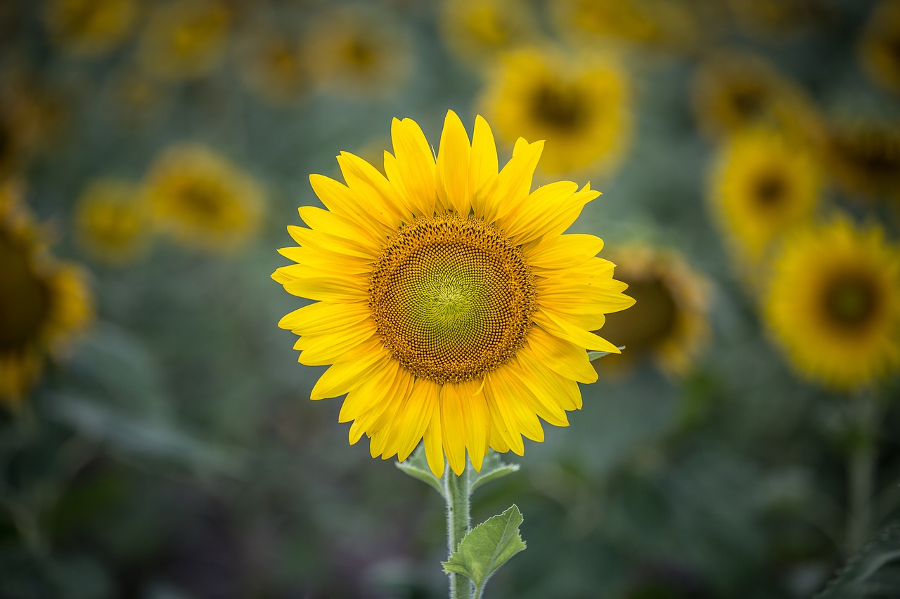 sunflower yellow petal free photo