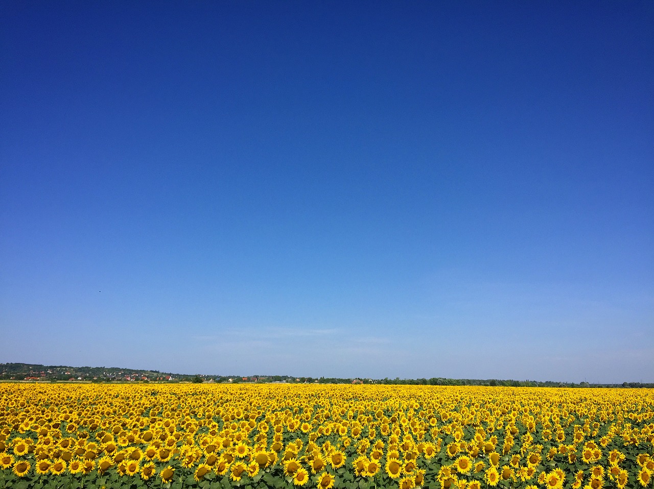 sunflower crop yellow free photo