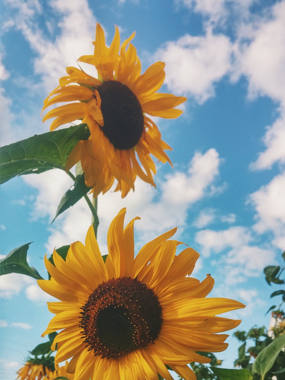 sunflower yellow petal free photo