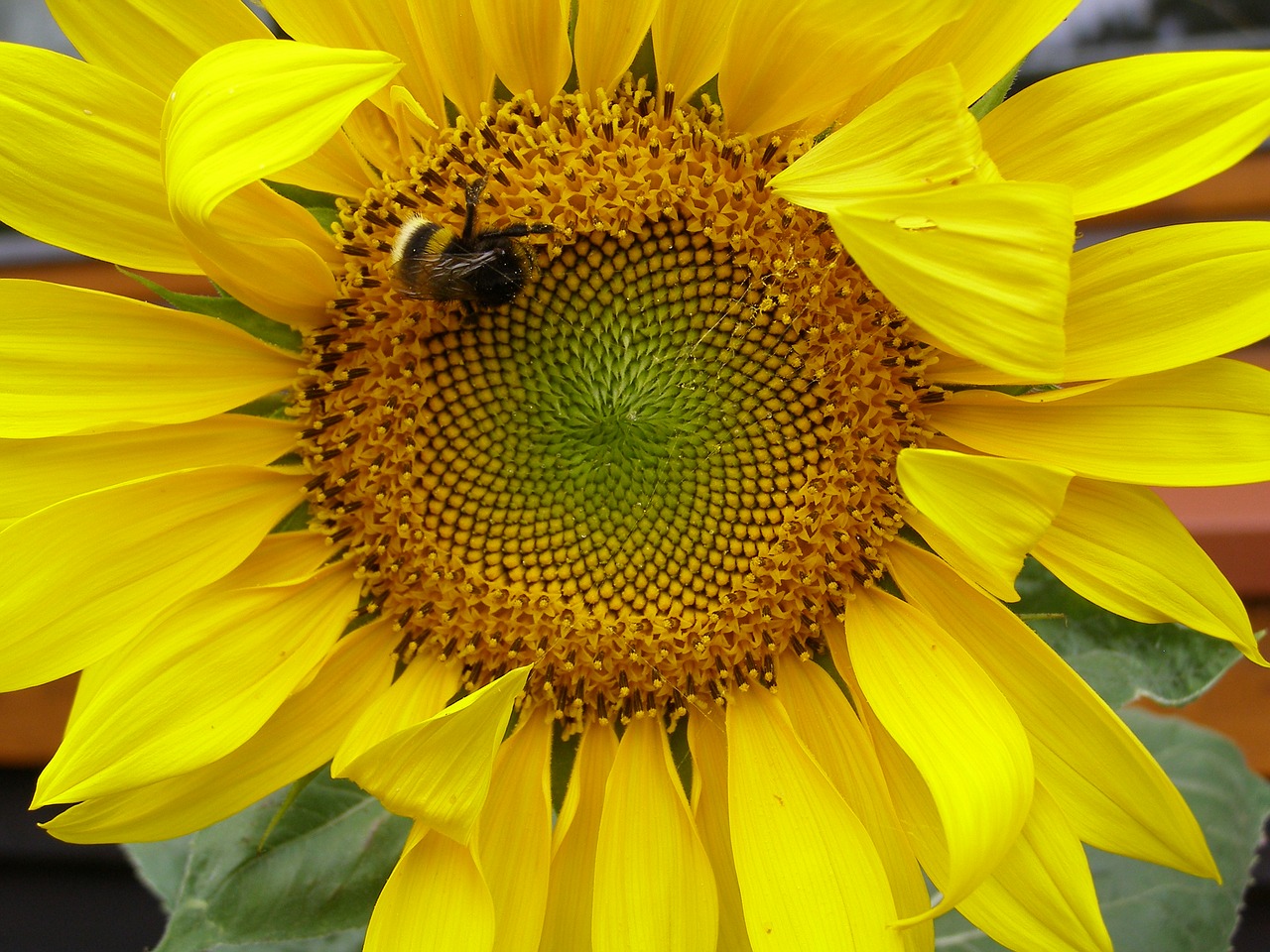 sunflower yellow summer free photo