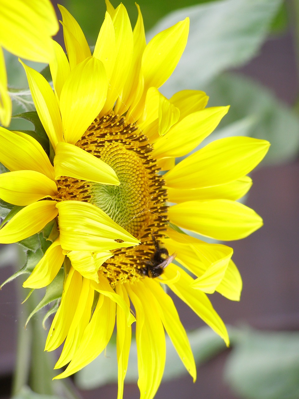 sunflower yellow summer free photo