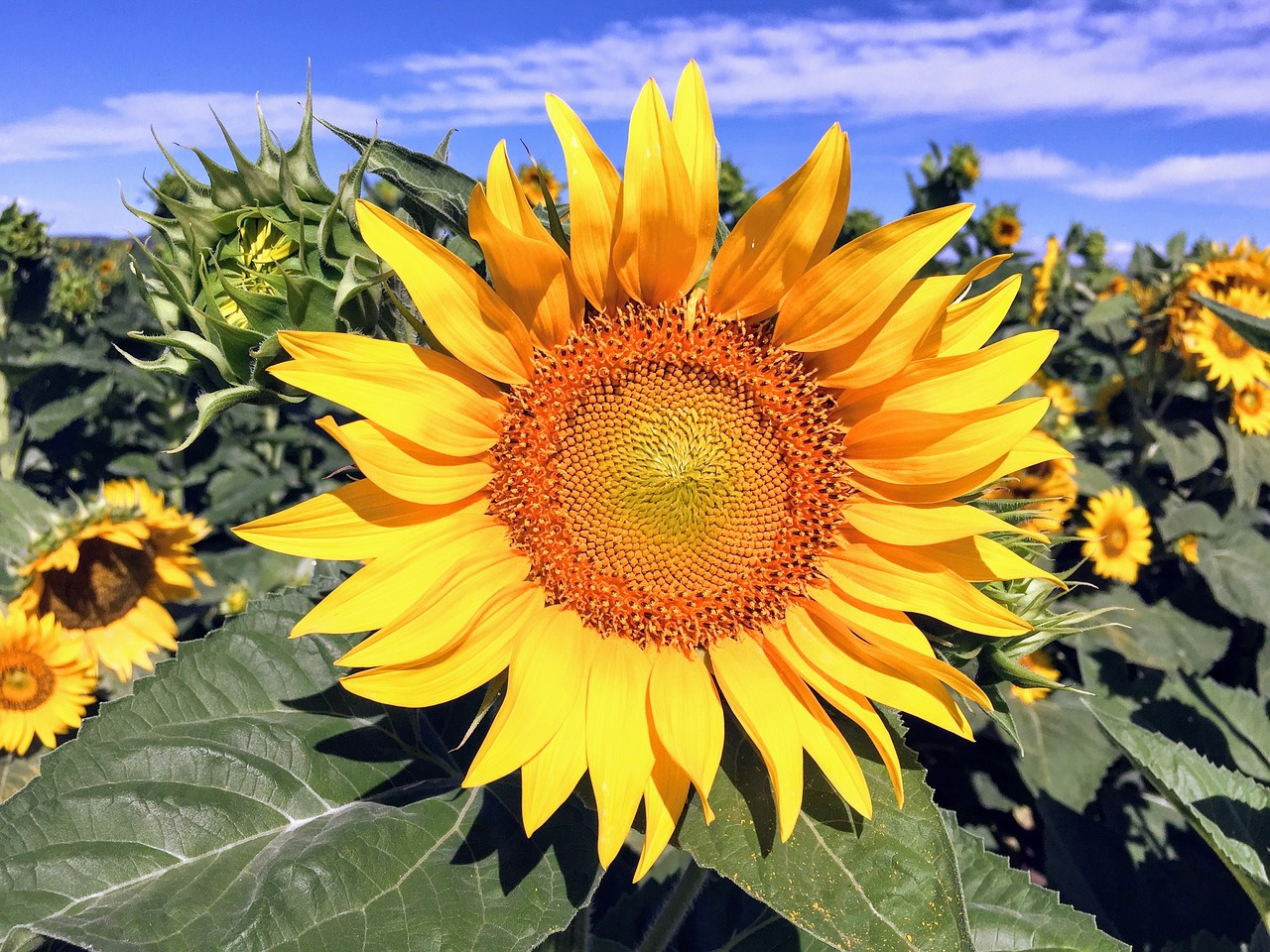 sunflower plant flower free photo