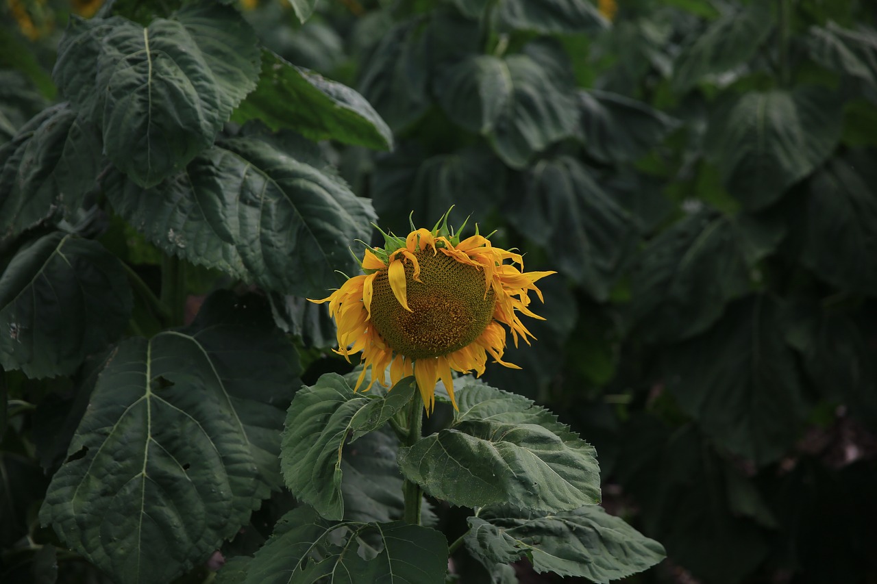 sunflower yellow petal free photo