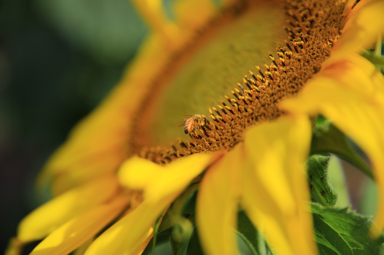 sunflower yellow petal free photo