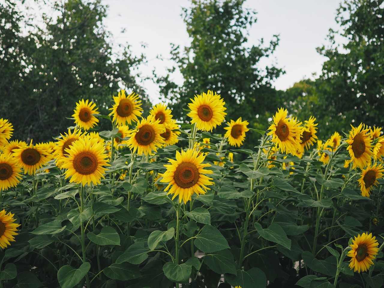 sunflower yellow petal free photo