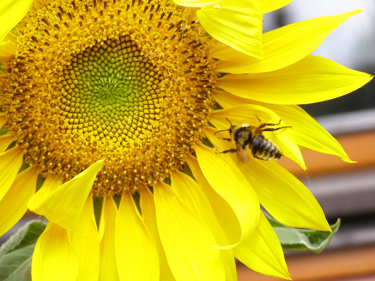 sunflower yellow summer free photo