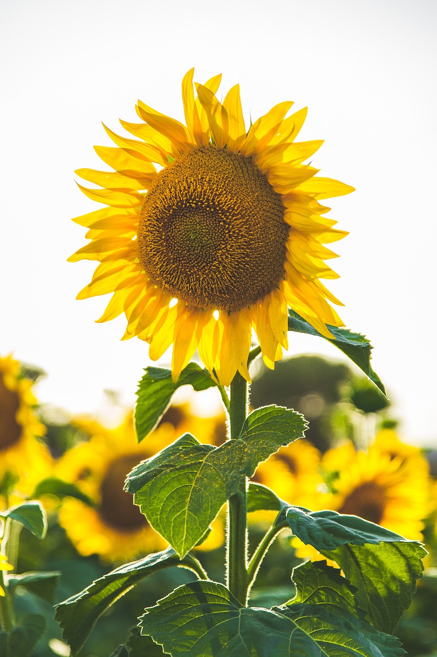 sunflower yellow petal free photo