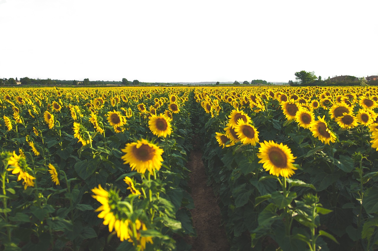 sunflower yellow petal free photo