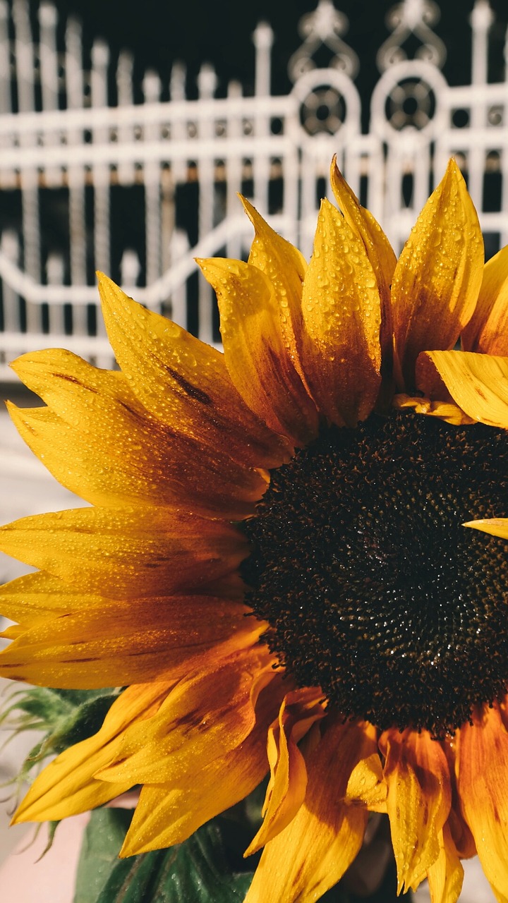 sunflower petals plant free photo