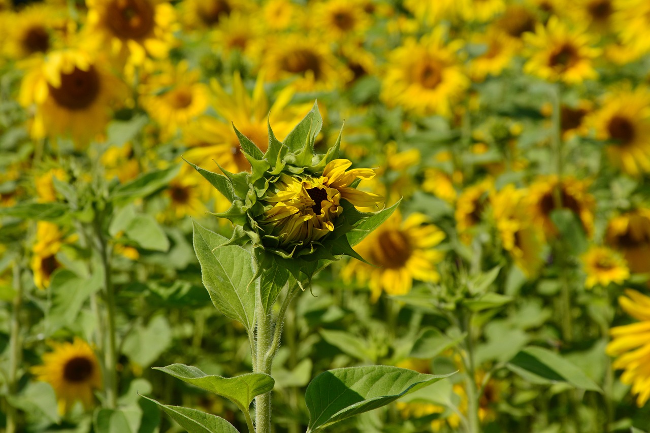 sunflower flowers sunflower field free photo