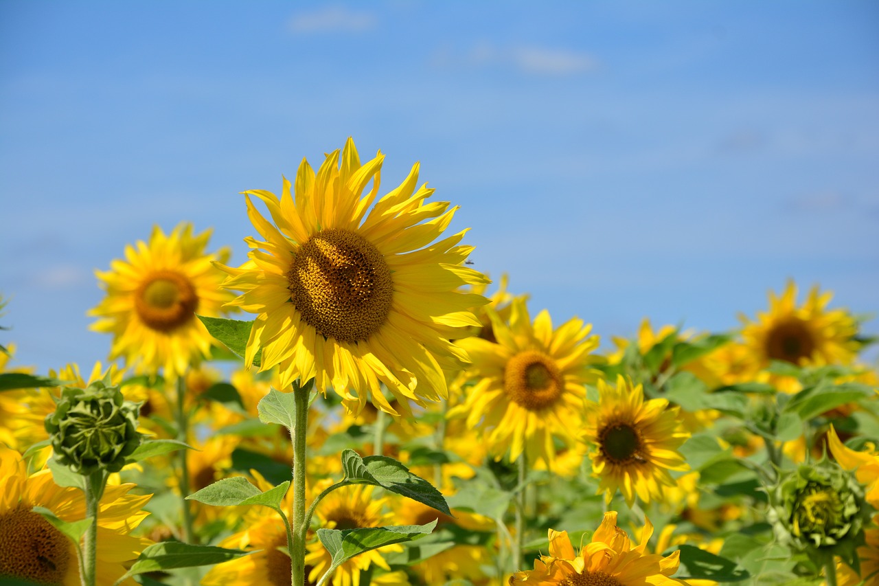 sunflower flowers sunflower field free photo