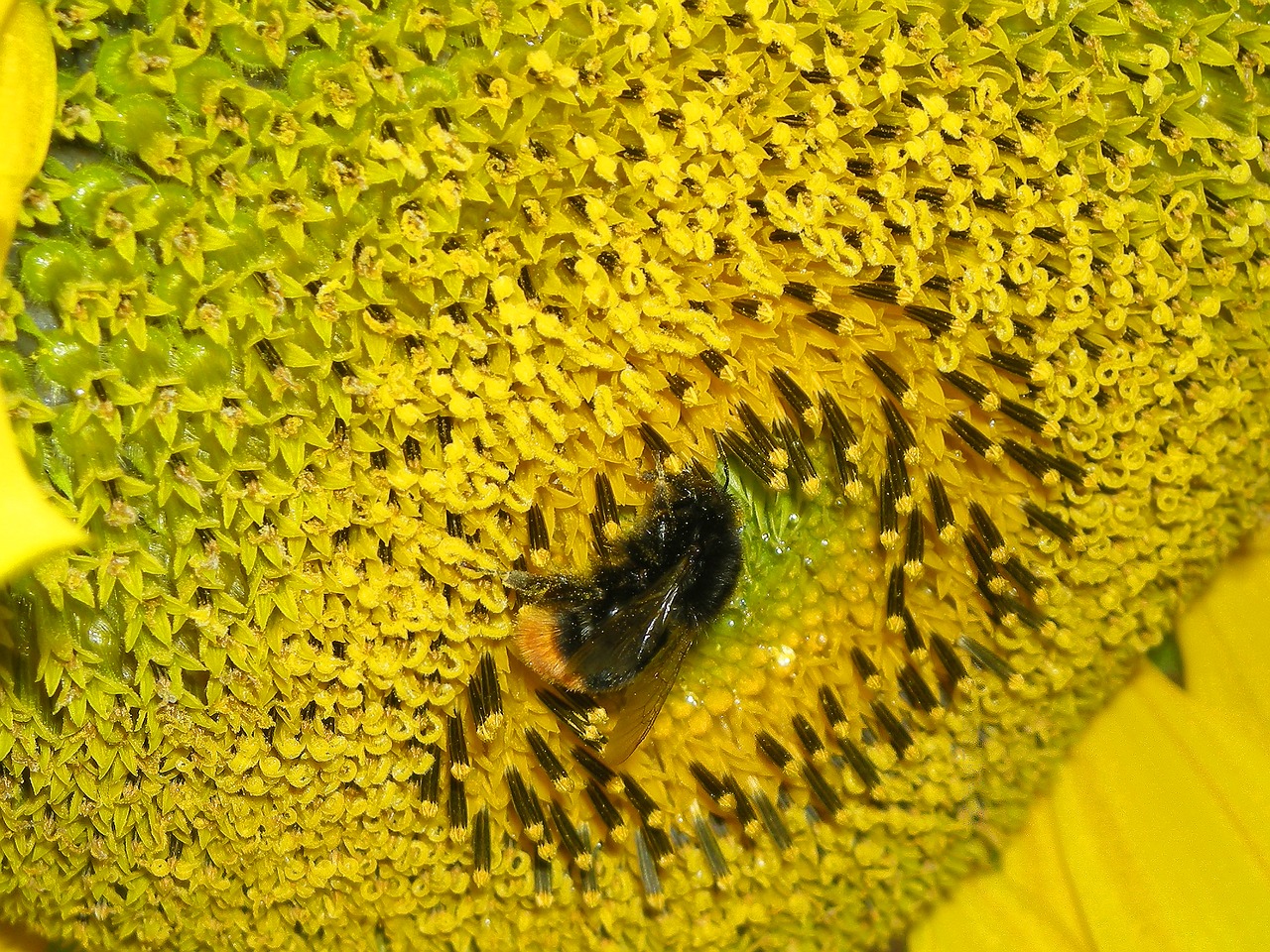 sunflower yellow bee free photo