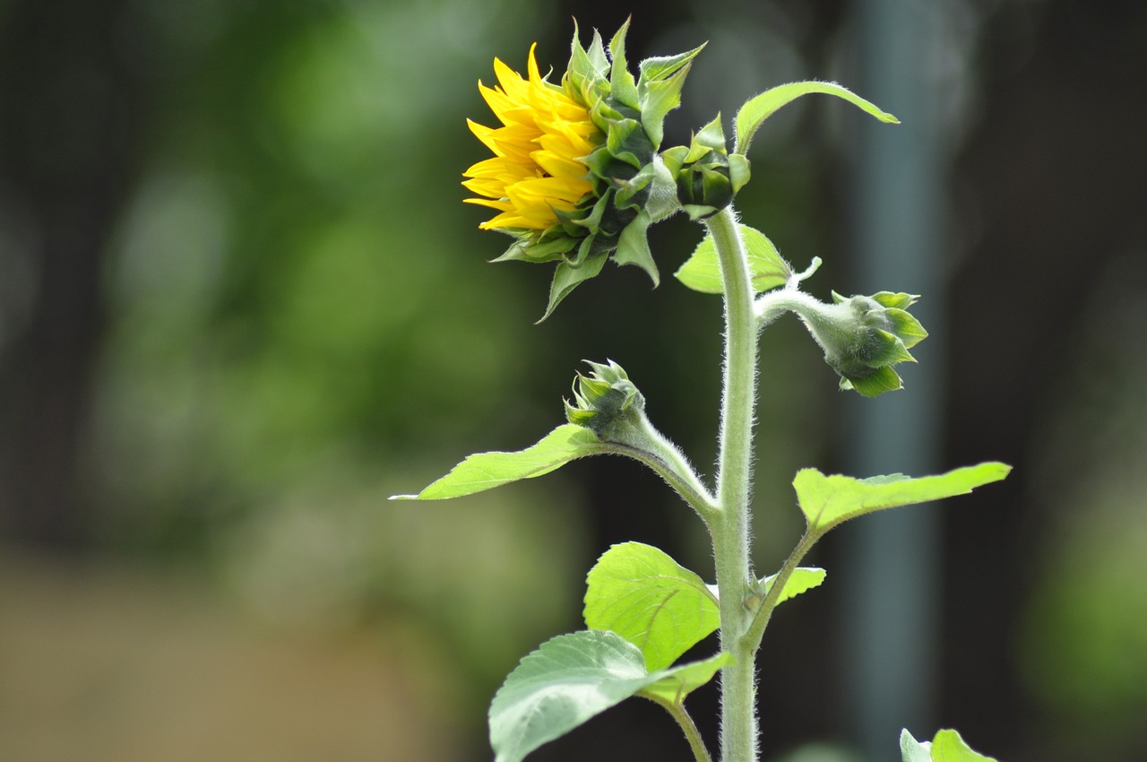 sunflower community garden community free photo