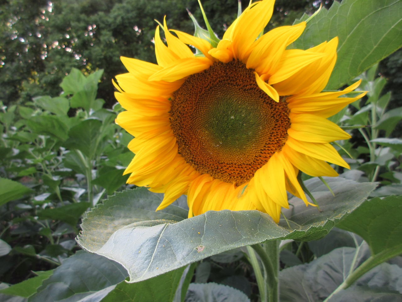 sunflower summer plants free photo