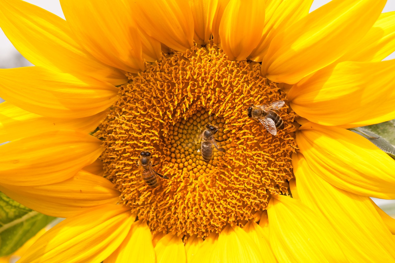 sunflower bees nature free photo