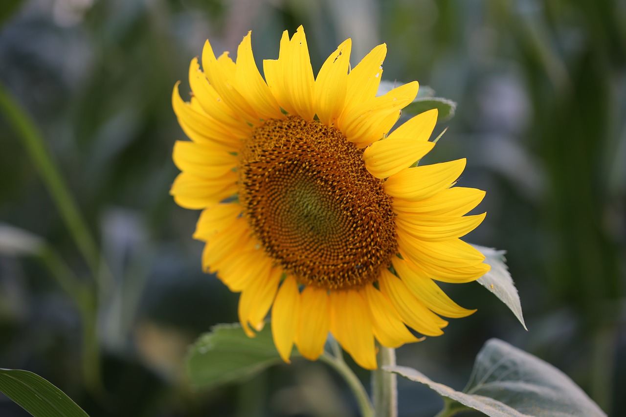 sunflower evening field free photo