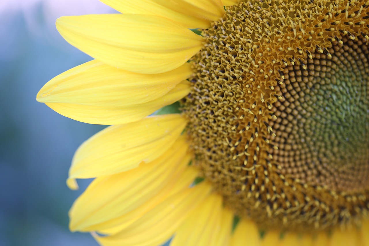 sunflower evening macro free photo