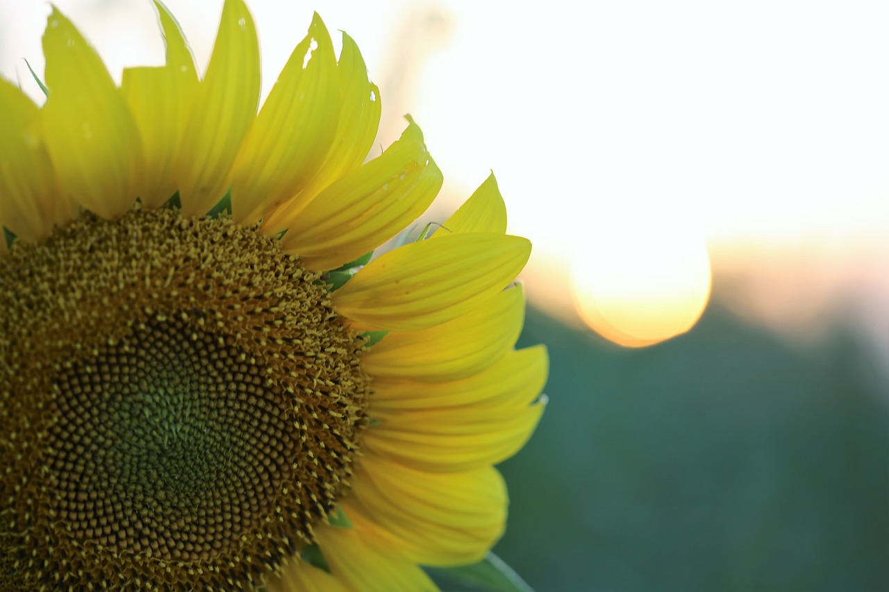 sunflower sunset yellow free photo