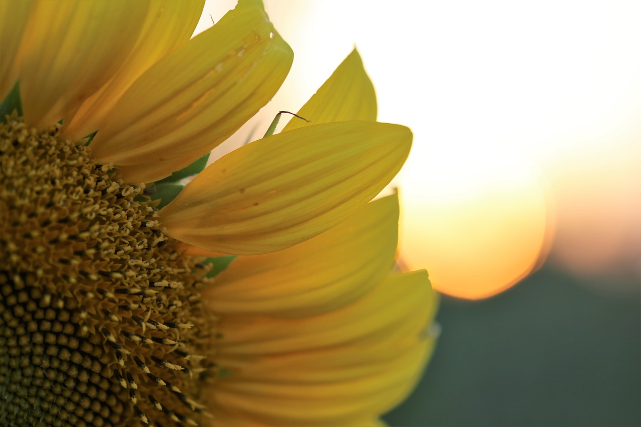 sunflower sun sunset free photo