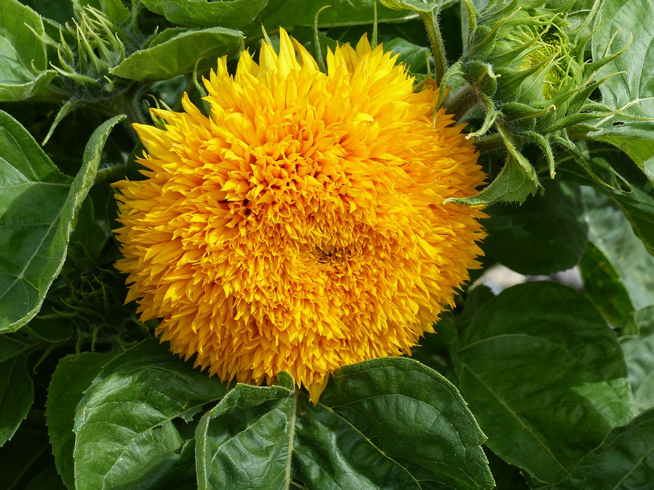 sunflower double yellow free photo