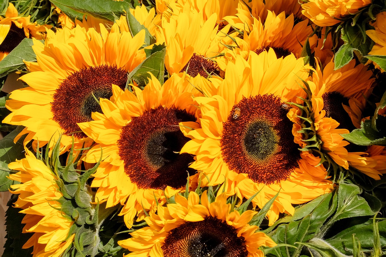 sunflower flower bouquet free photo