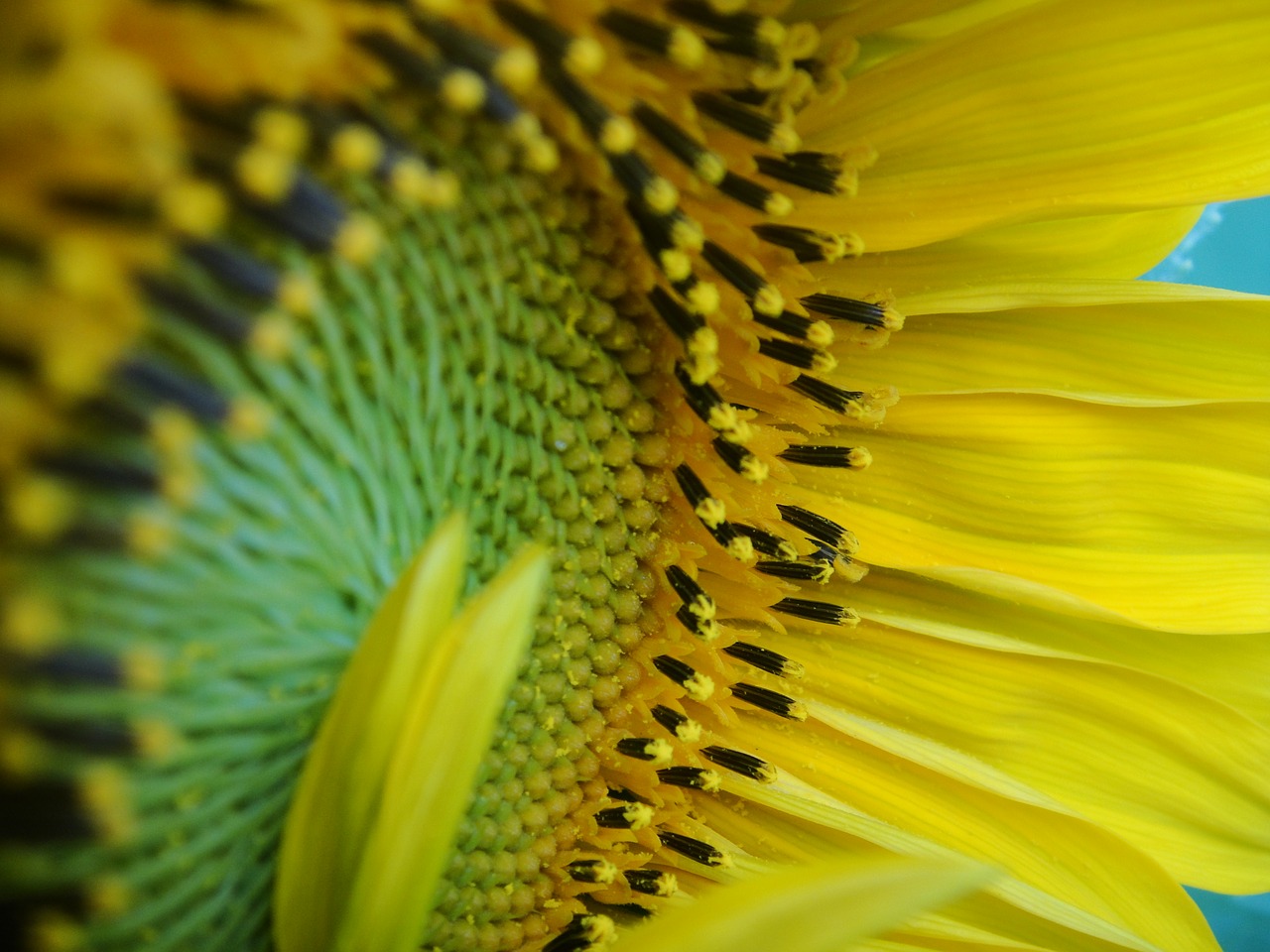 sunflower pollen yellow free photo