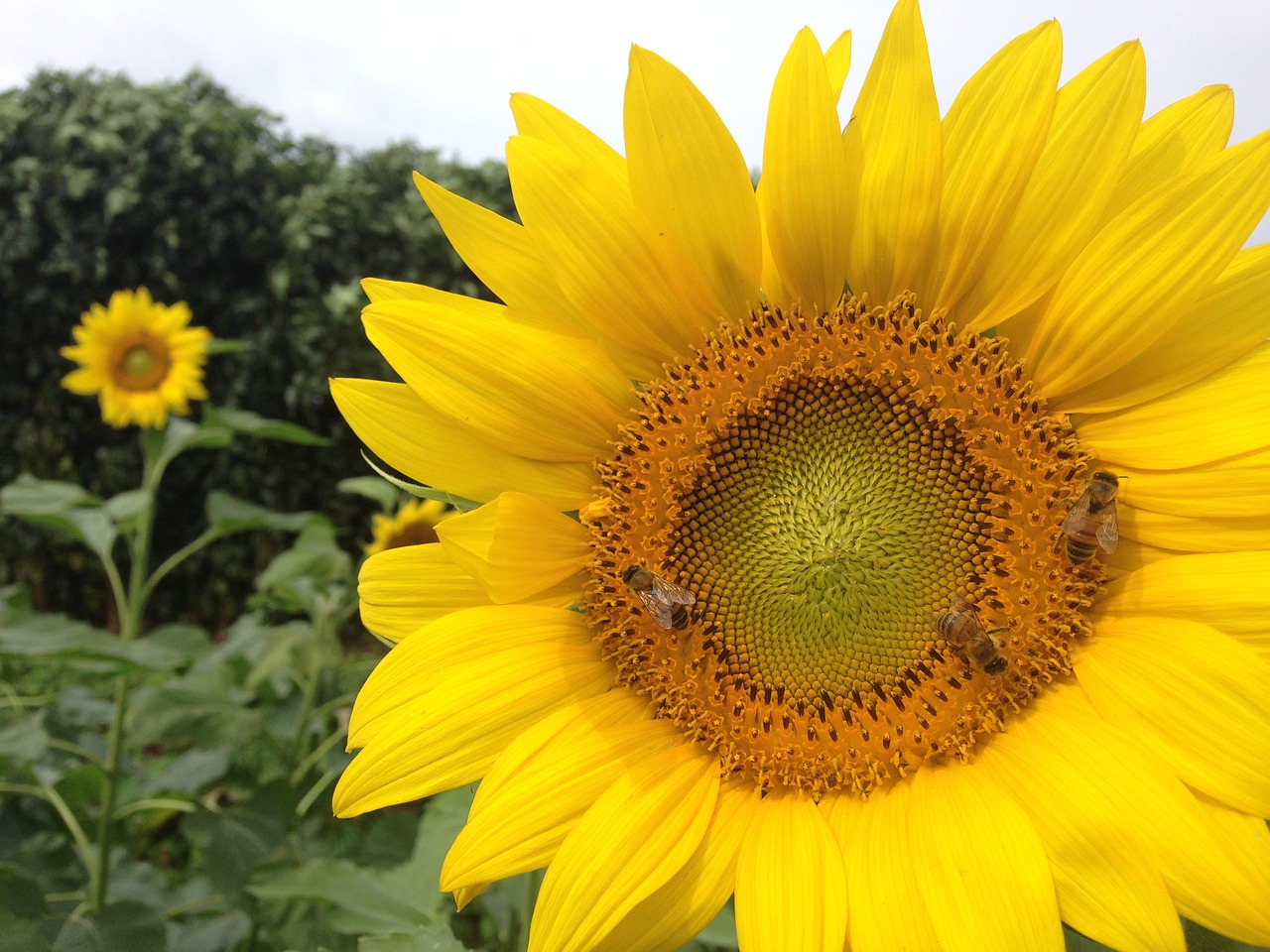 sunflower bees yellow free photo