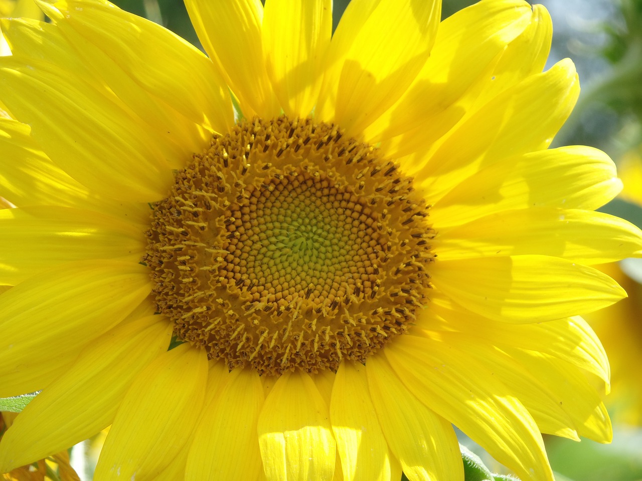 sunflower flower summer free photo