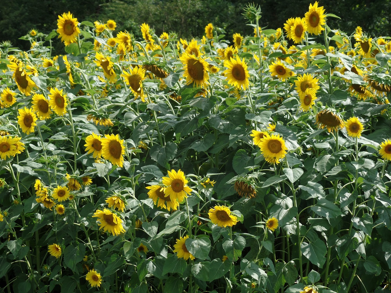 sunflower flower summer free photo