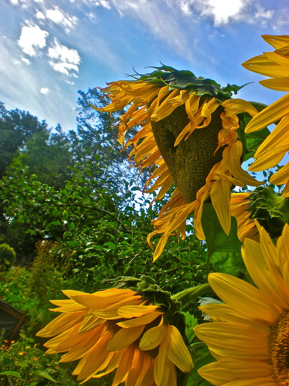 sunflower yellow himmel free photo