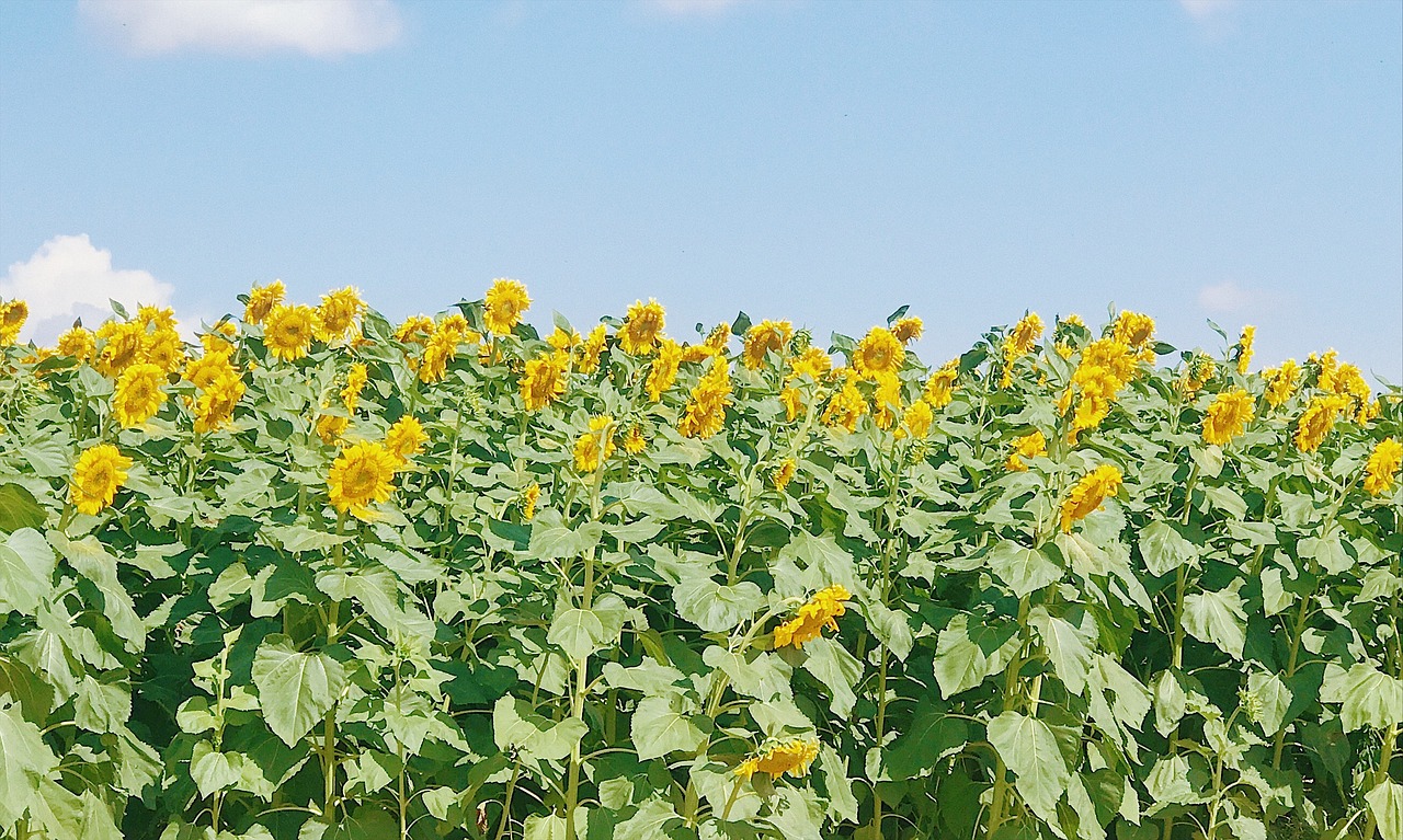 sunflower plant flowers and plants free photo