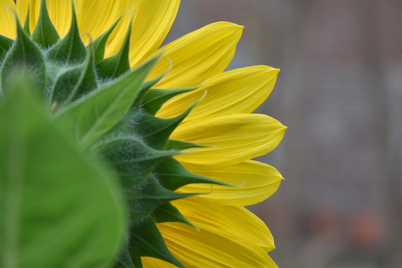 sunflower blossom yellow free photo